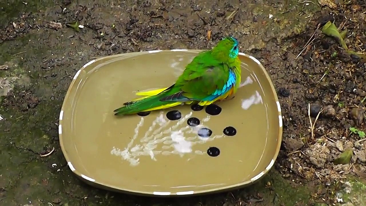 Turquoisine Parrot Bathing
