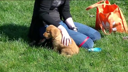Rossi The Nova Scotia Duck Tolling Retriever Puppy.