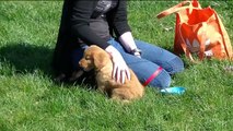 Rossi The Nova Scotia Duck Tolling Retriever Puppy.