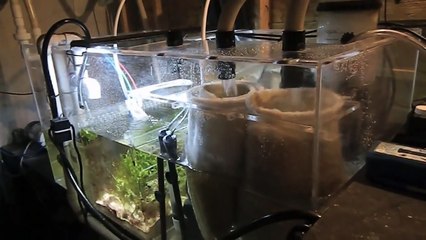 250 Gallon Reef & Apex Install