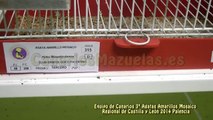 Equipo de Canarios AGATAS AMARILLO MOSAICO 3º del Regional de Castilla y Leon 2014 en Palencia