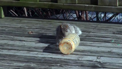 Funny squirrel eat some Kraft peanut butter in Montreal (13/03/2013)