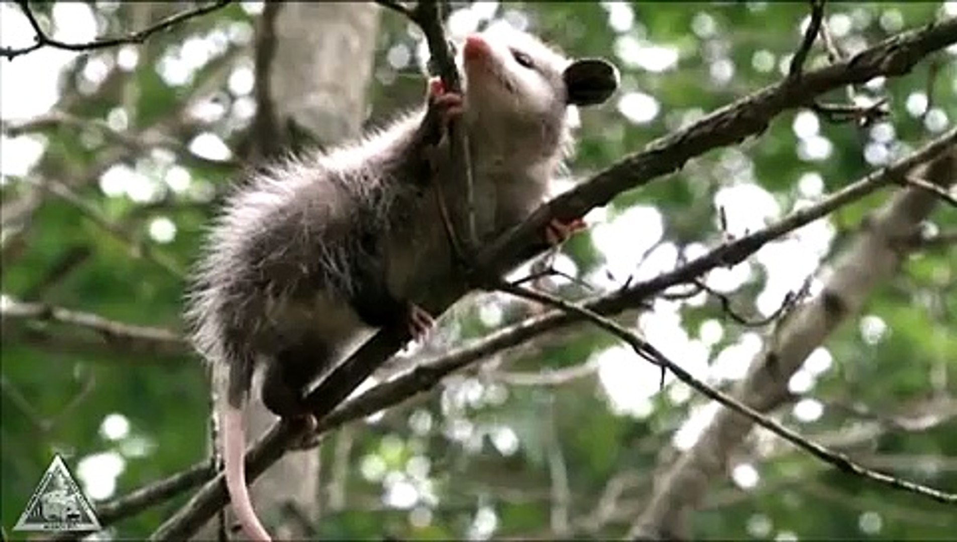 Raccoon & Opossum Damage Control