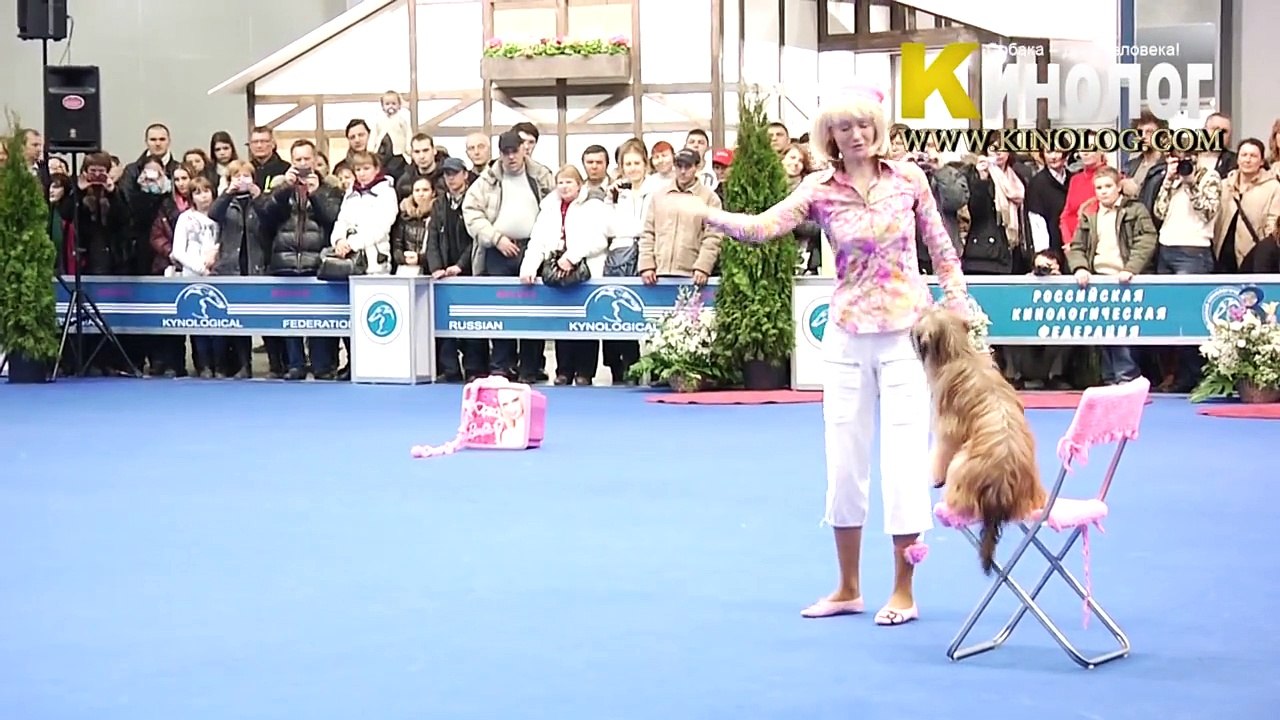 11 Dog Show "Eurasia  2012 / Russia / Moscow". Freestyle.
