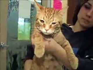 Cats for adoption 5.14.08 Save-A-Pet Grayslake IL www.save-a