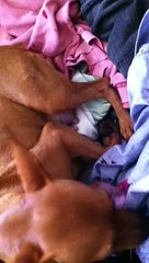 Birth of Micro Mini Pinscher