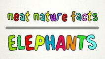 Neat Nature Facts - Elephants