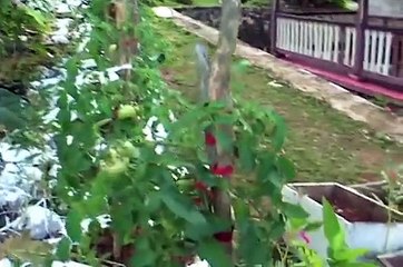 From Small Beginnings - Jamaica Environment Trust