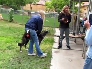 Smoky's working spot @ Denise Fenzi seminar