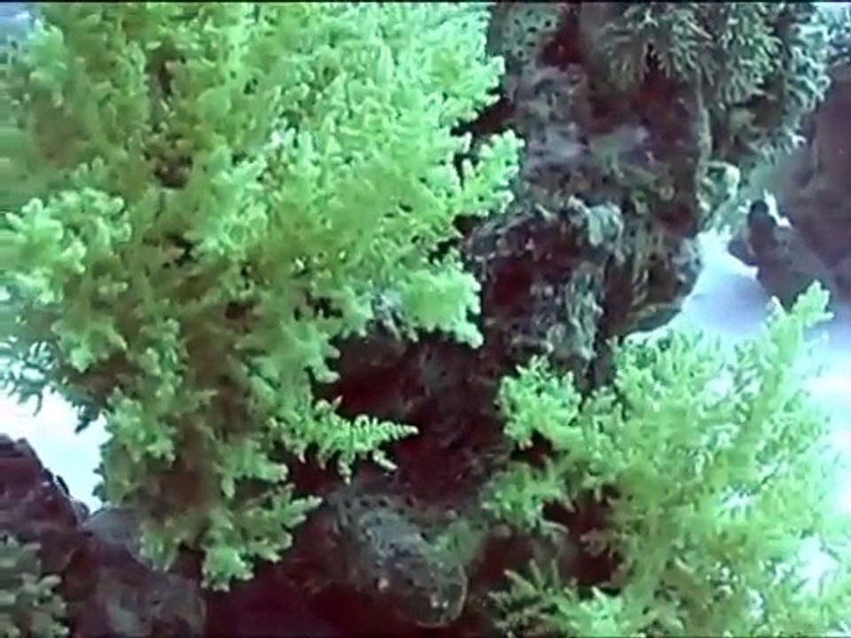 Playful octopus.