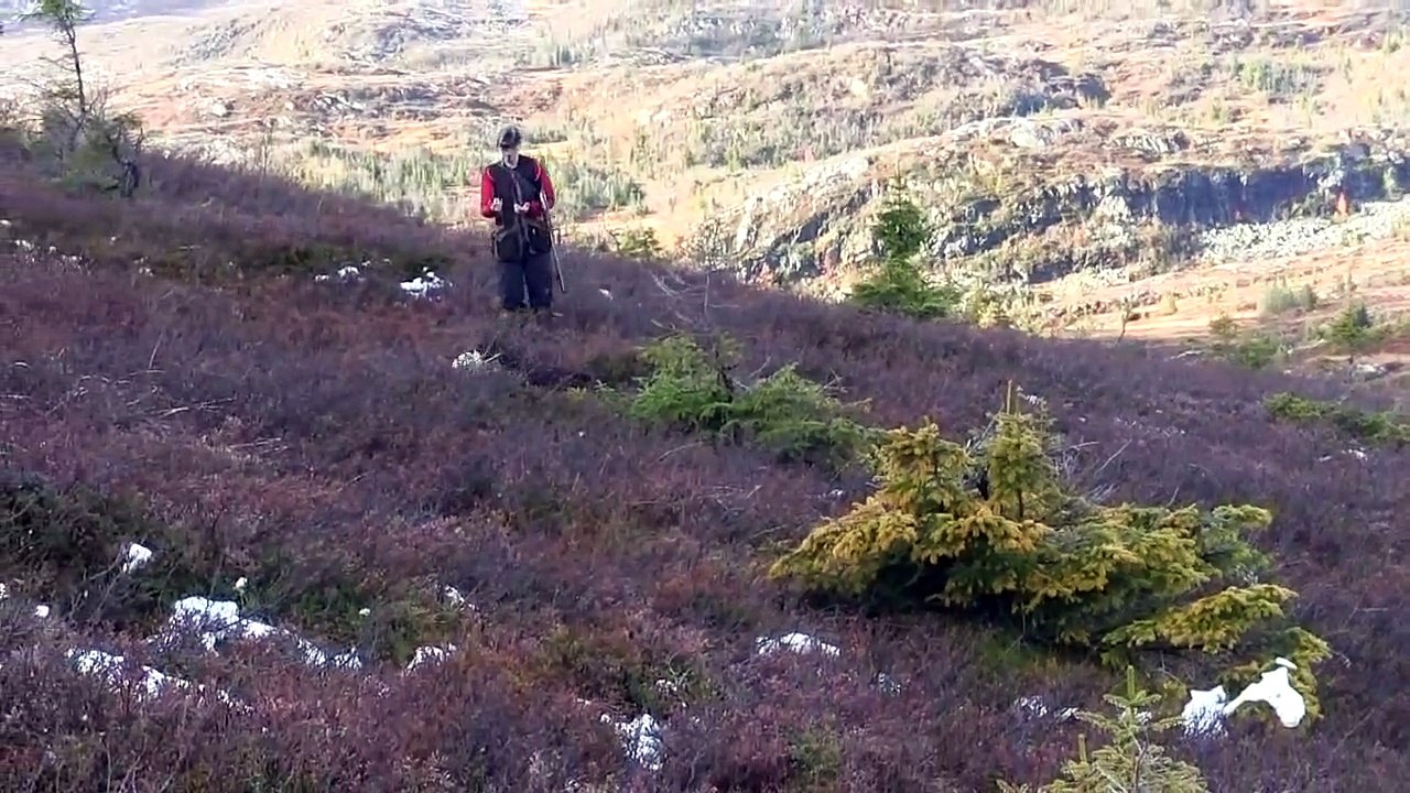 Real working cocker spaniels in action