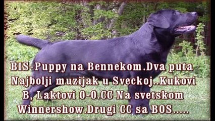 Prodaja labradora,Stenci labradora na prodaju, 0694332202