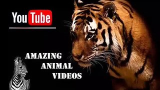 Animal Planet | Discovery Channel | Wild Life Documentary 2015 | National Geographic Wildl