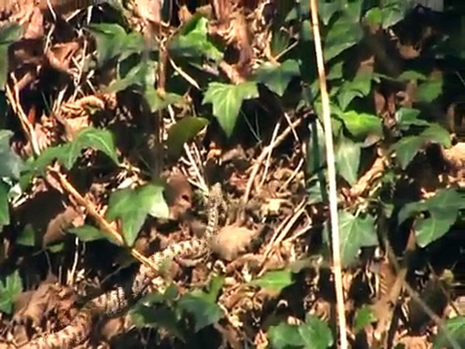 Accouplement vipères aspics