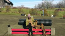 Malinois Puppy Training Lesson Five