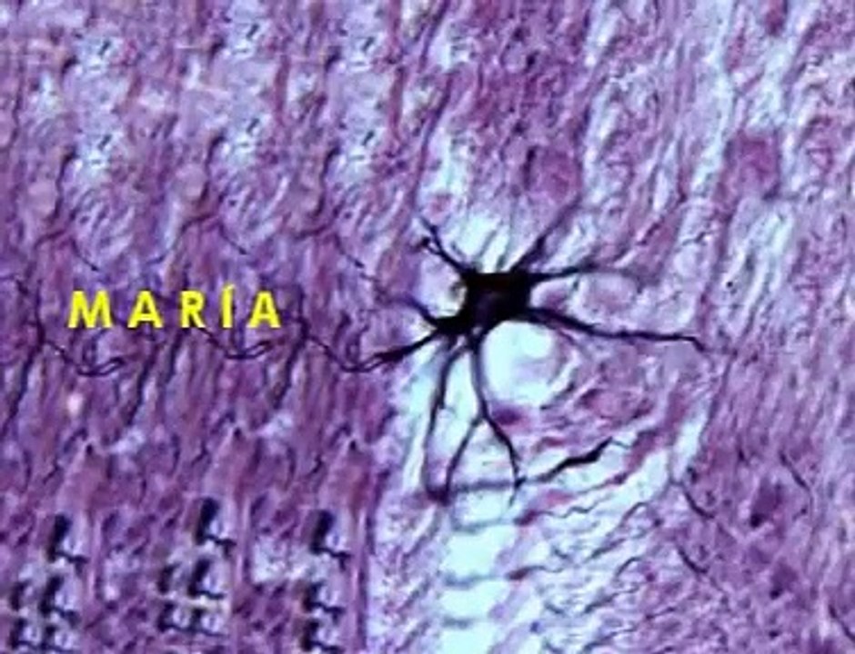 Jaus M.D.