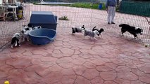 Border collie Mafalda's - Cachorros de Sally y Sky - 2 Meses de edad
