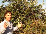 Harvesting Feijoa aka Pineapple Guava and Garden Taste Tests