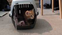 Bringing new kitten home, cute!