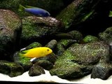 Malawi Biotope Tank 700 liters (1 year)