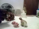 Hand feeding parakeet chicks . . .