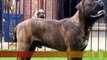Bullmastiff vs Dogo de Burdeos ¿Quien Gana?