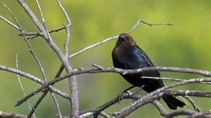 Brown headed Cowbird