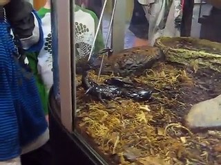 Asian Forest Scorpion at Seattle Bug Safari