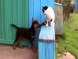Щенок собака и кот - это очень смешно .wmv