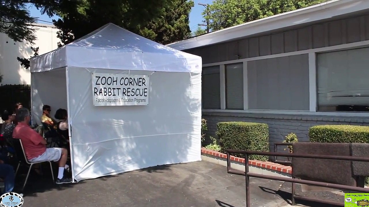 Common Rabbit Diseases & Illnesses - Abscesses