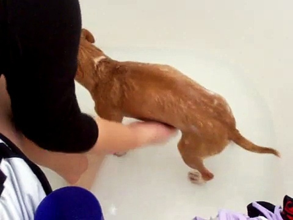 dogys bath