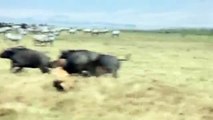 Lions vs. Buffalo at the Ngorongoro Crater
