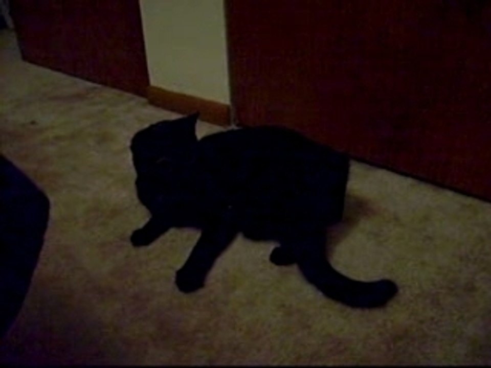 Crack Cat