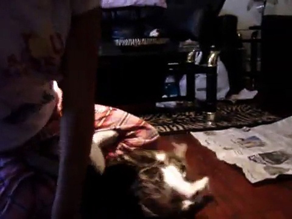 killer kitties