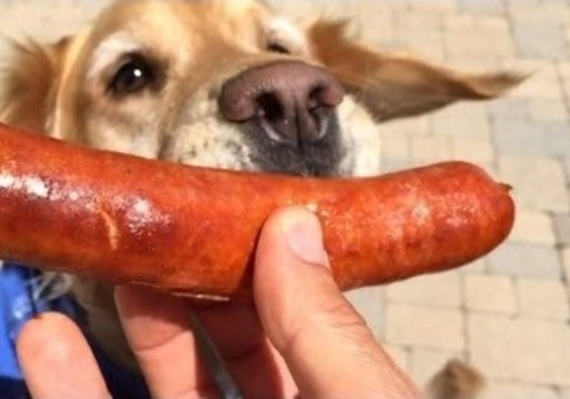 Fritz the Golden Retriever Continues His Catching Lessons