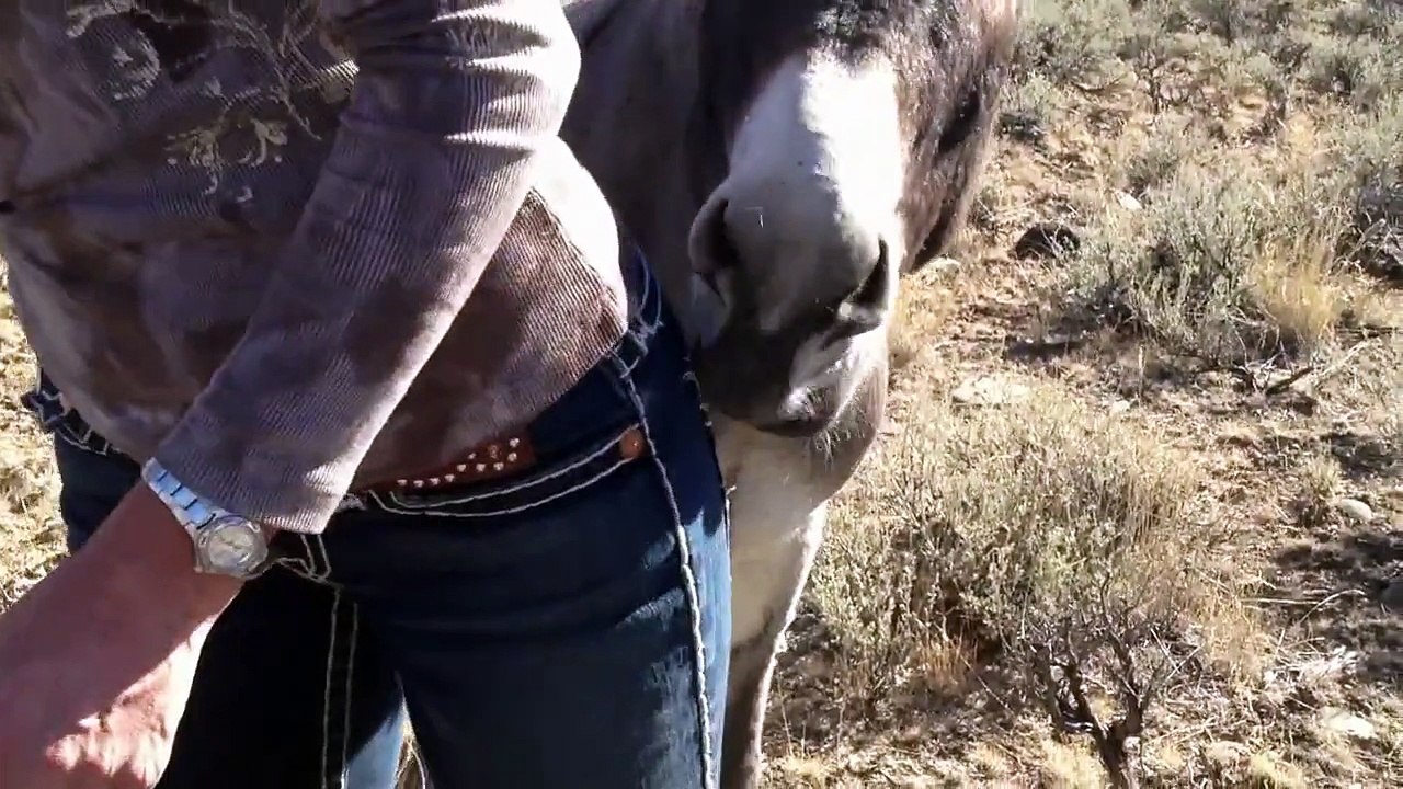 Burros (Wild Donkeys)
