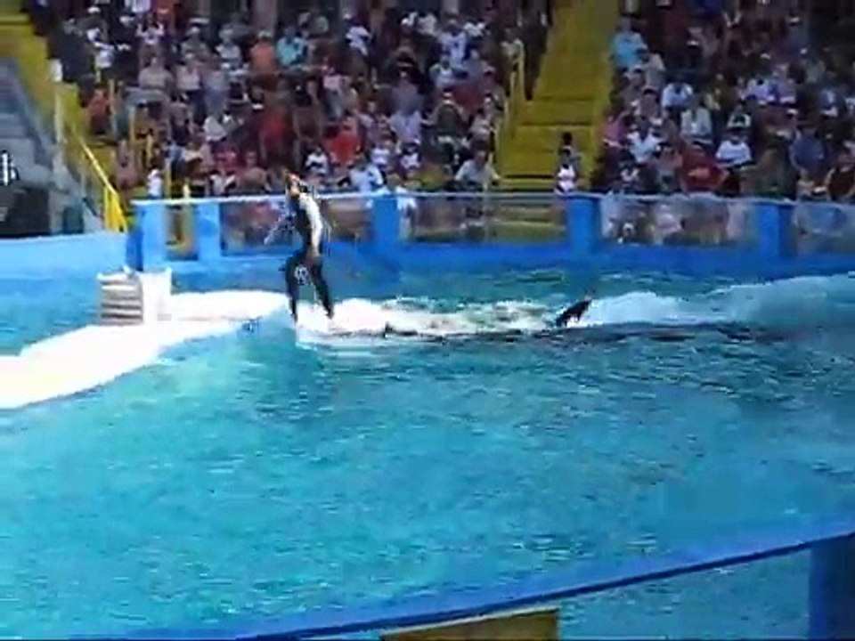 dolphins whale show