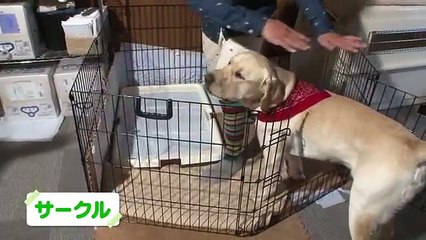 ワンワン教室#4 犬が来る前に その3～必要なもの・・・【ポチたま公式】