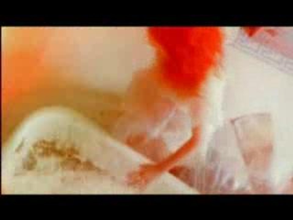 White Stripes - Blue Orchid