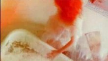White Stripes - Blue Orchid