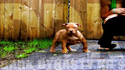 Extreme "Kodiak working puppies" "The General X Nala 2.0" ONLY AT DDK9 home of the K-Dog