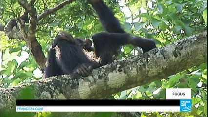 Ouganda : le combat d'une Française contre le braconnage