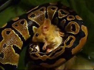 Tag eatin live mouse again ball python VIEWER DISCRETION IS ADVISED