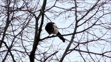 Grumpy Crow arguing with Magpie and Jackdaws