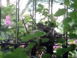 pink-necked green pigeon chicks