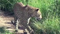 Two Leopards Hunting Impala Together - Londolozi