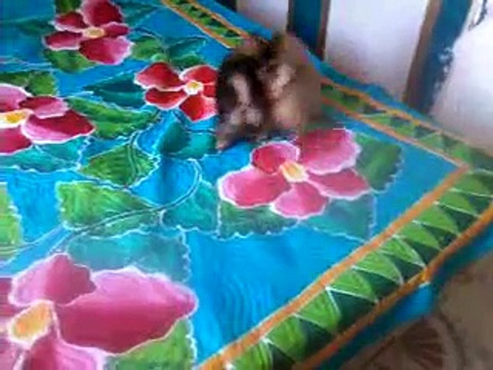 Vidéo-0006