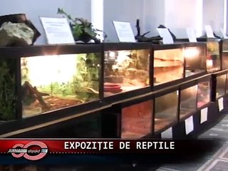 Expozitie de reptile