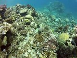 Dahab Tropitel House Reef snorkeling - December 2012 - GoPro Hero 2 HD