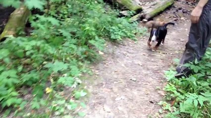 Giselle von Bärenboden - appenzeller sennenhund (3 to 4 months old)